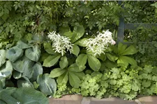 Rodgersia aesculifolia