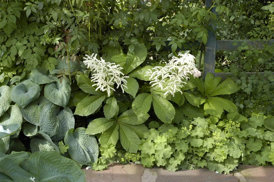 Rodgersia aesculifolia
