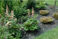 Rodgersia aesculifolia