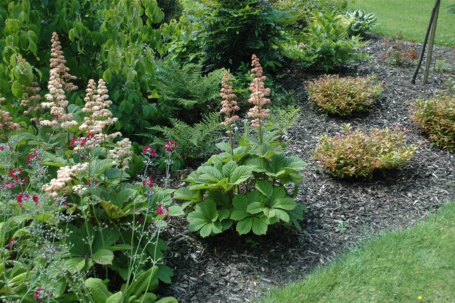 Rodgersia aesculifolia