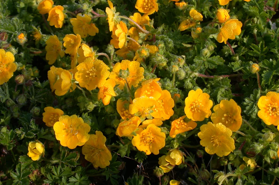 Potentilla neumanniana
