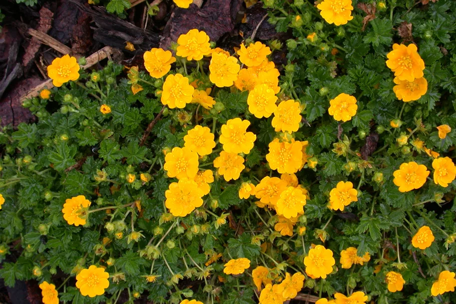 Potentilla neumanniana
