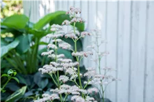 Rodgersia aesculifolia