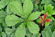 Rodgersia aesculifolia 'Werner Muller'