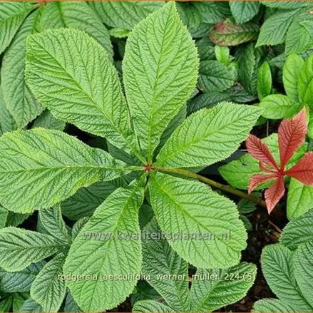 Rodgersia aesculifolia 'Werner Muller'