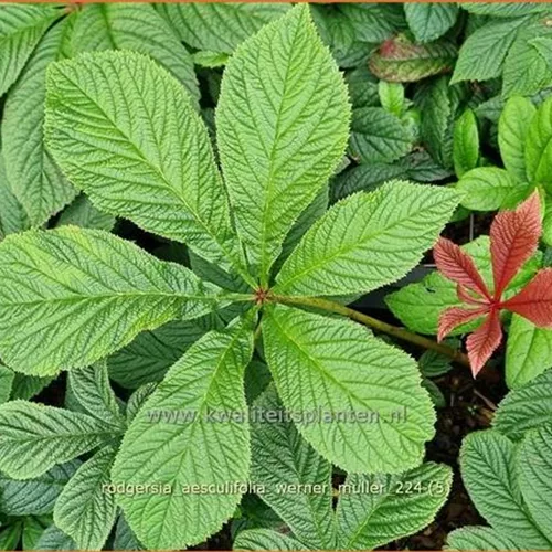 Rodgersia aesculifolia 'Werner Muller'