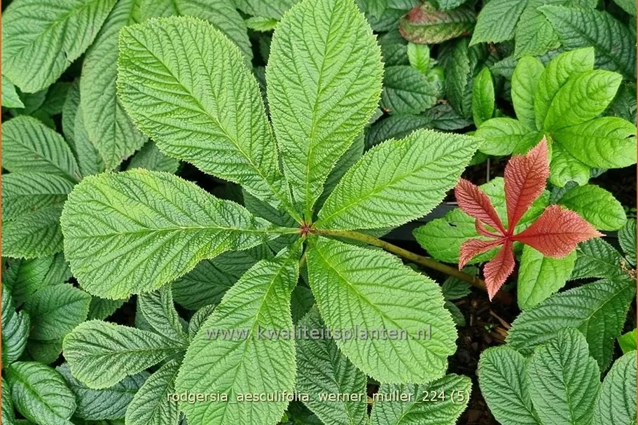Rodgersia aesculifolia 'Werner Muller'