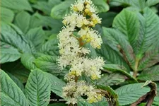 Rodgersia aesculifolia 'Werner Muller'