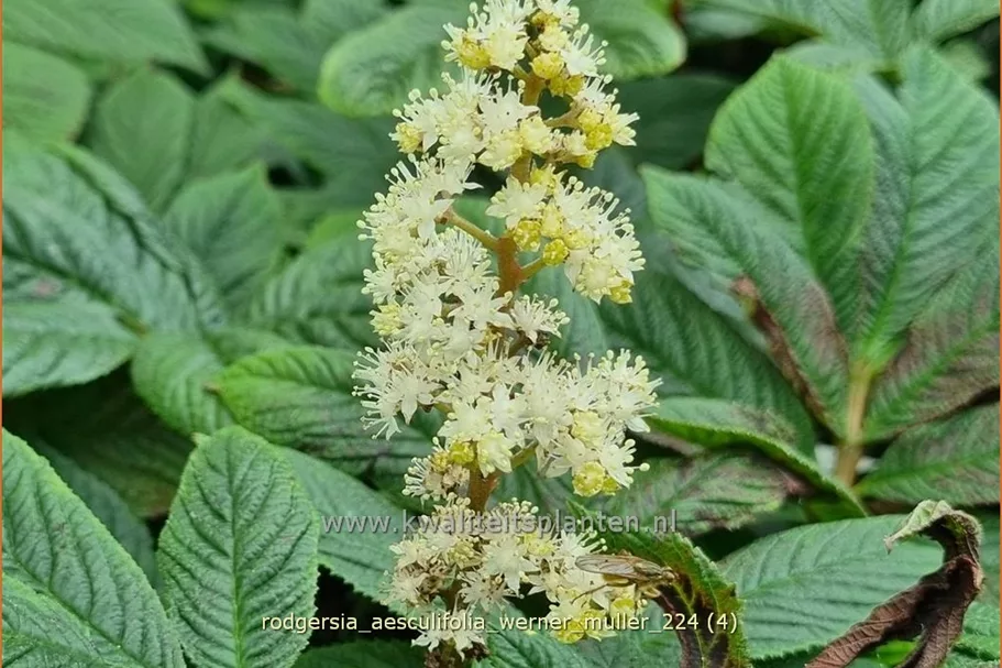 Rodgersia aesculifolia 'Werner Muller'