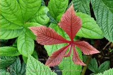 Rodgersia aesculifolia 'Werner Muller'