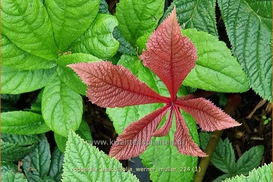 Rodgersia aesculifolia 'Werner Muller'