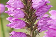 Physostegia virginiana 'Vivid'