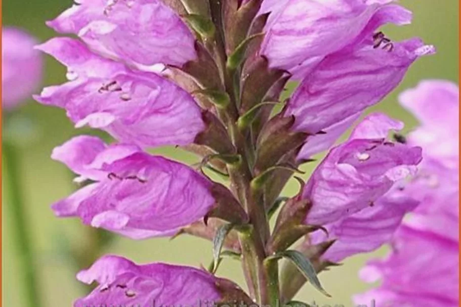 Physostegia virginiana 'Vivid'