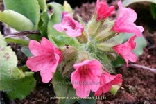Pulmonaria rubra 'Redstart'
