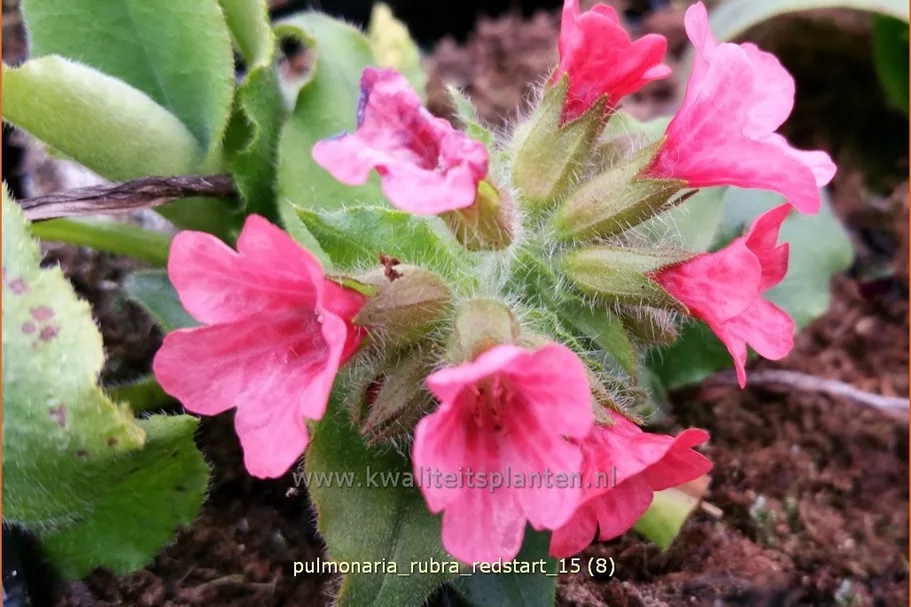 Pulmonaria rubra 'Redstart'
