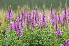 Physostegia virginiana 'Vivid'