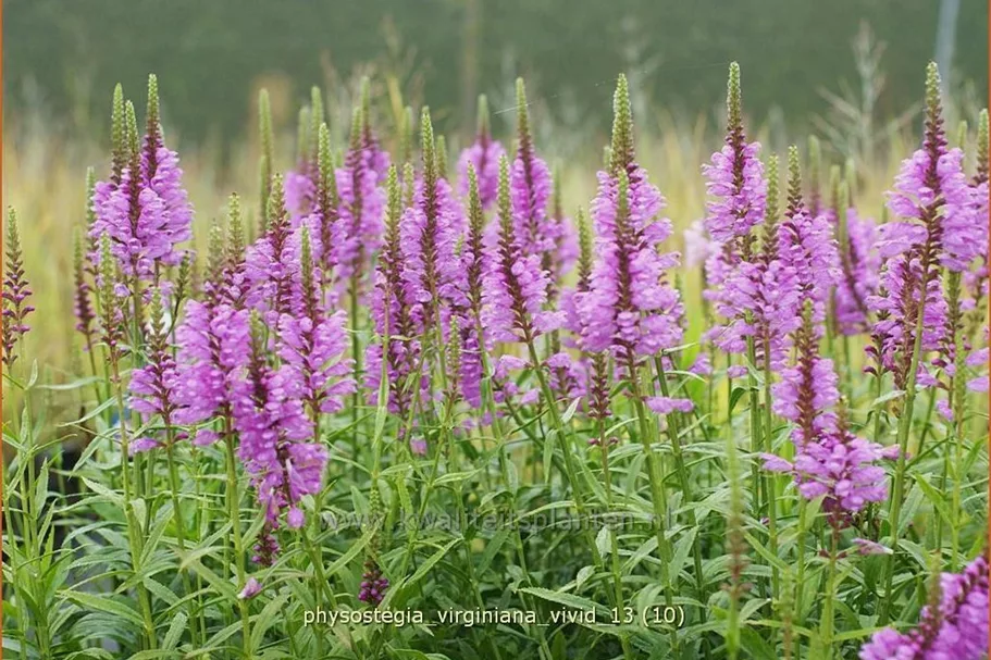 Physostegia virginiana 'Vivid'