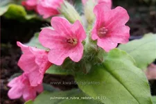 Pulmonaria rubra 'Redstart'