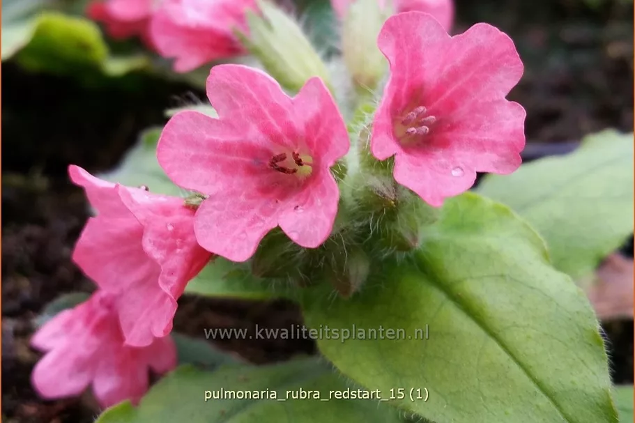 Pulmonaria rubra 'Redstart'