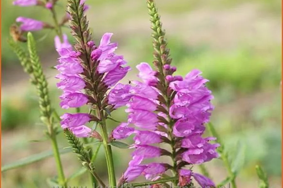 Physostegia virginiana 'Vivid'