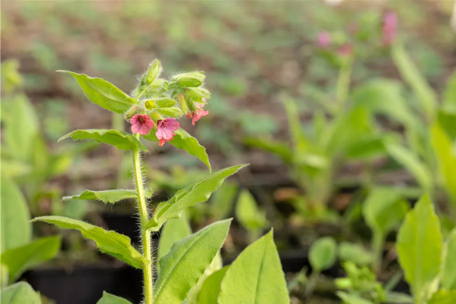 Pulmonaria rubra 'Redstart'