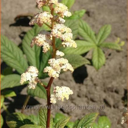 Rodgersia 'Borodin'