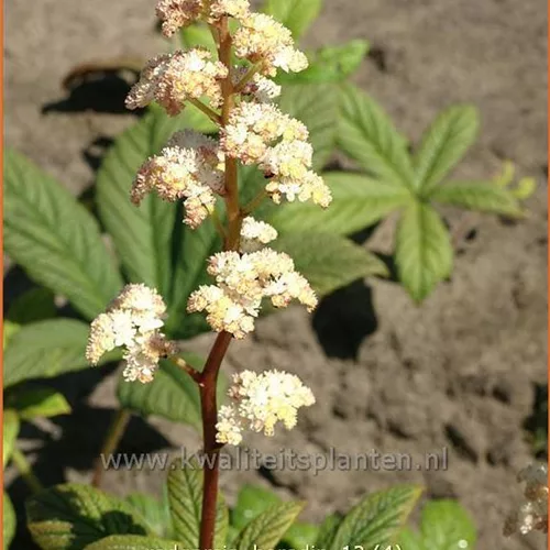 Rodgersia 'Borodin'