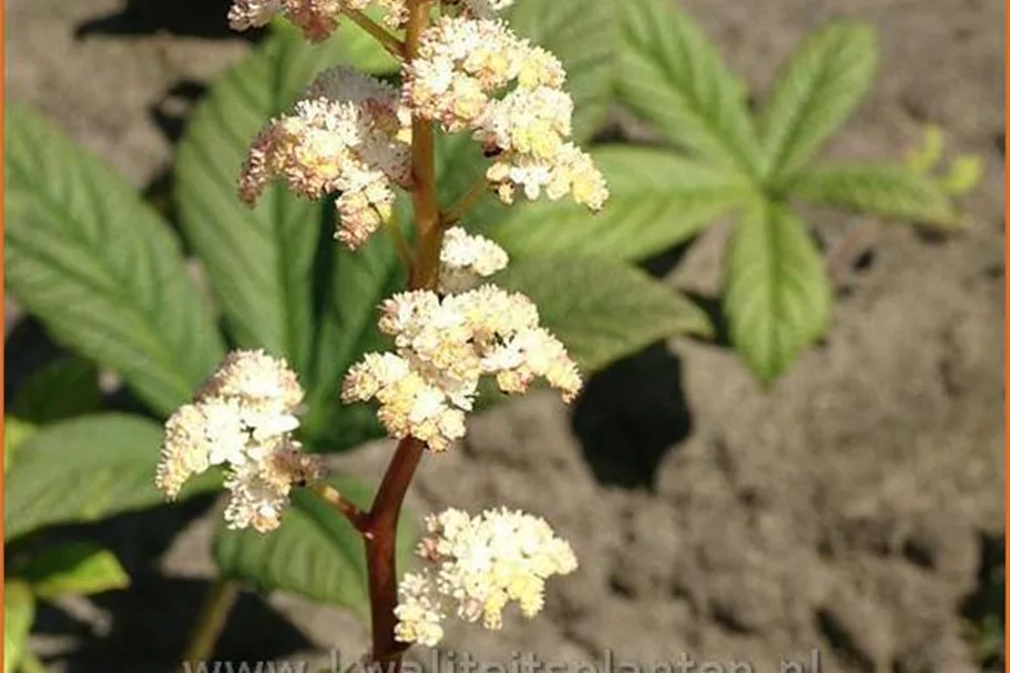 Rodgersia 'Borodin'