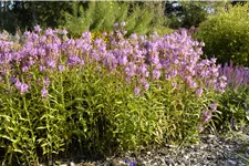 Physostegia virginiana 'Vivid'