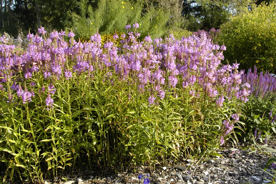 Physostegia virginiana 'Vivid'
