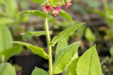 Pulmonaria rubra 'Redstart'