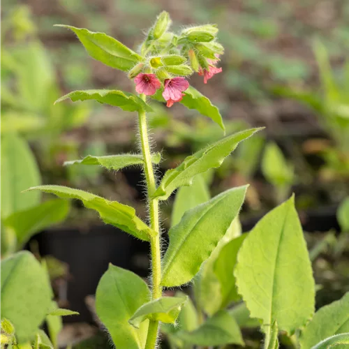 Pulmonaria rubra 'Redstart'