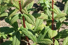 Rodgersia 'Borodin'