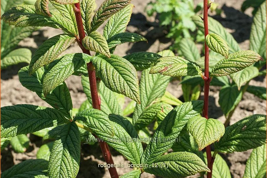 Rodgersia 'Borodin'