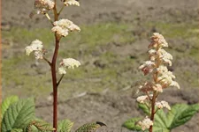 Rodgersia 'Borodin'