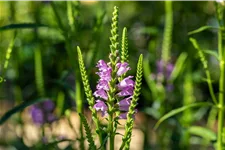 Physostegia virginiana 'Vivid'