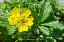 Potentilla neumanniana 'Nana'