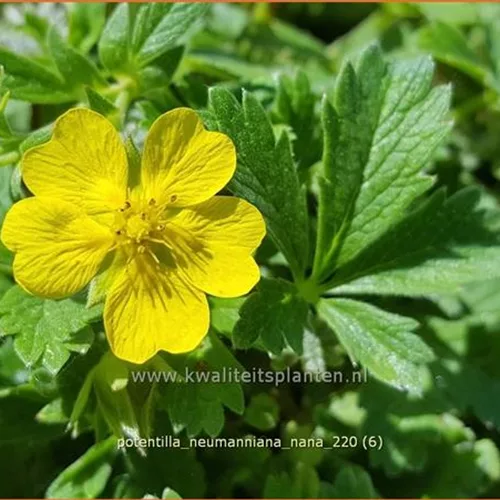 Potentilla neumanniana 'Nana'