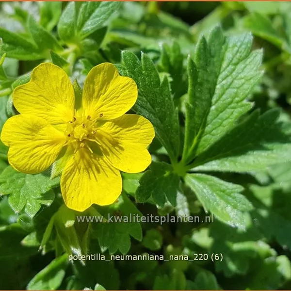 Potentilla neumanniana 'Nana'