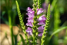 Physostegia virginiana 'Vivid'