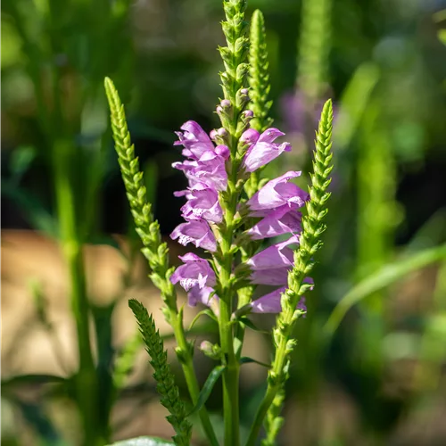Physostegia virginiana 'Vivid'