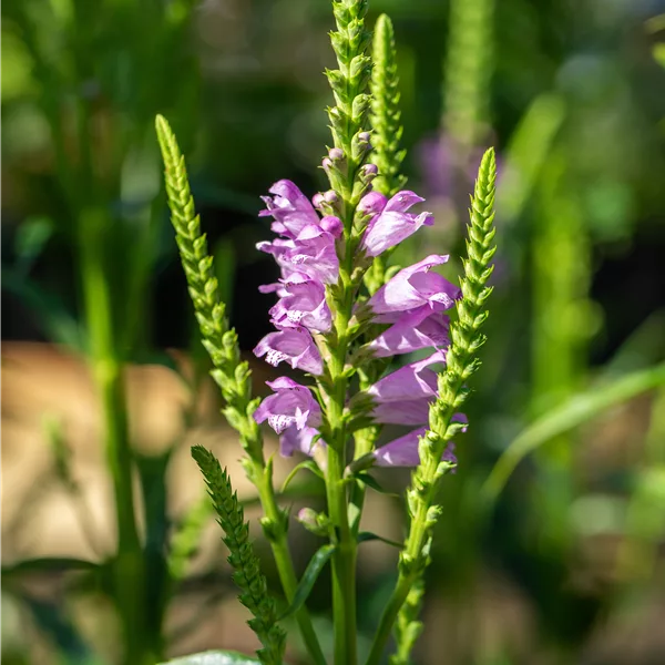 Physostegia virginiana 'Vivid'