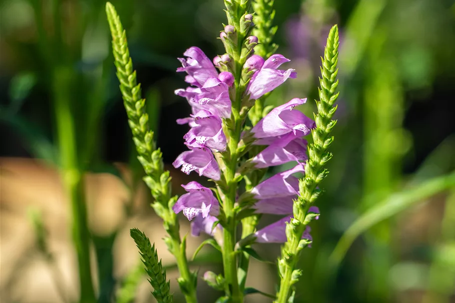 Physostegia virginiana 'Vivid'