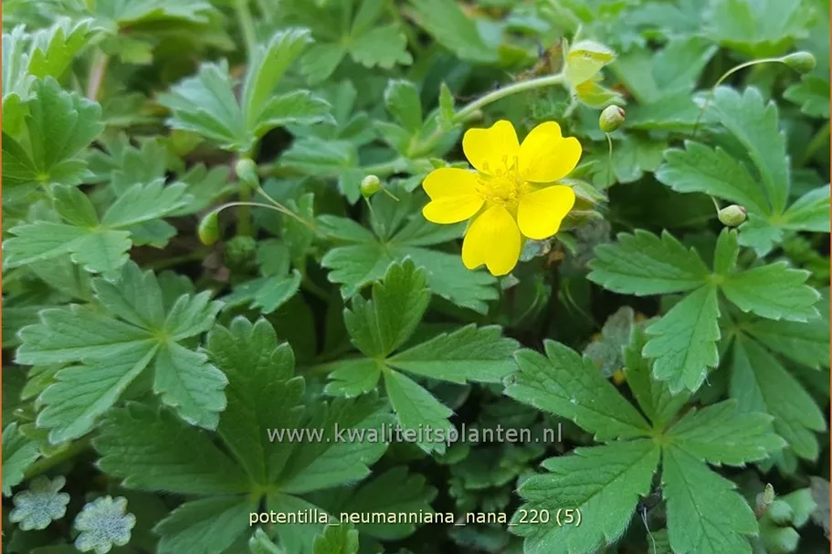 Potentilla neumanniana 'Nana'