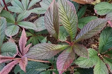 Rodgersia pinnata 'Bronze Peacock'