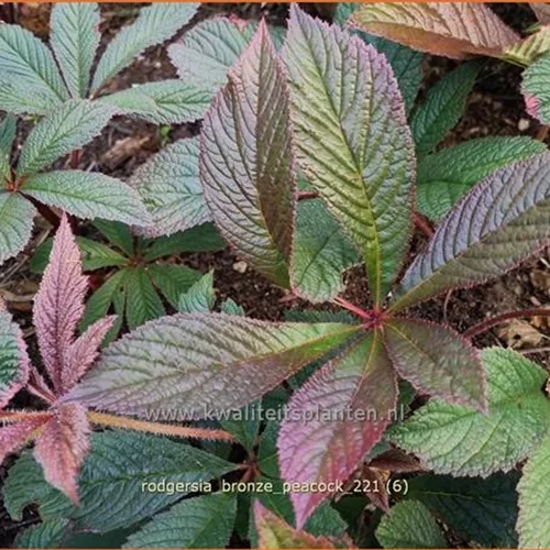 Rodgersia pinnata 'Bronze Peacock'