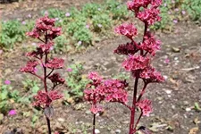 Rodgersia pinnata 'Bronze Peacock'