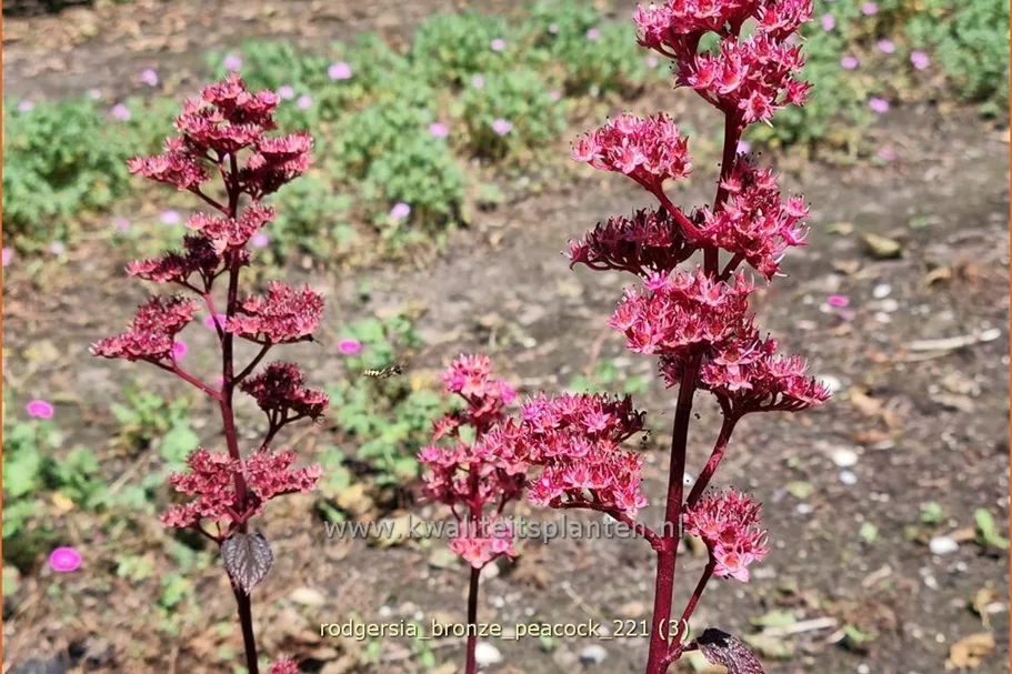 Rodgersia pinnata 'Bronze Peacock'
