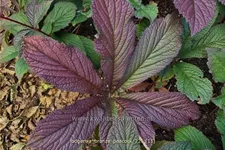 Rodgersia pinnata 'Bronze Peacock'