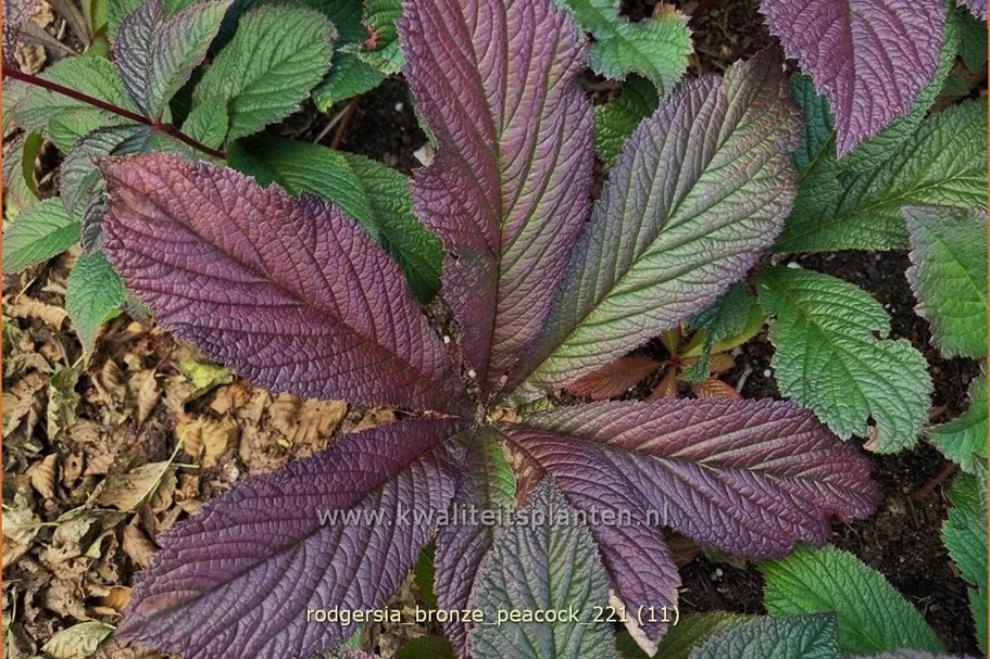 Rodgersia pinnata 'Bronze Peacock'